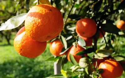 Fotos naranjas La recuperación de las cosechas devuelve al sector a niveles más próximos a la normalidad productiva