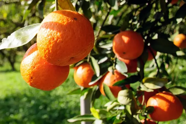 Fotos naranjas La recuperación de las cosechas devuelve al sector a niveles más próximos a la normalidad productiva