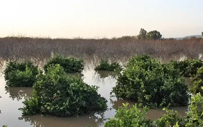 Los seguros de cereal, olivar y frutos secos inician el periodo de contratación de la campaña 2027 con importantes mejoras para los agricultores andaluces