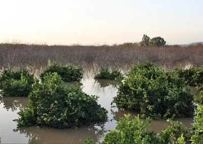 Foto Los seguros de cereal, olivar y frutos secos inician el periodo de contratación de la campaña 2027 con importantes mejoras para los agricultores andaluces