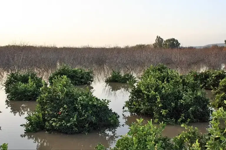 Foto Los seguros de cereal, olivar y frutos secos inician el periodo de contratación de la campaña 2027 con importantes mejoras para los agricultores andaluces