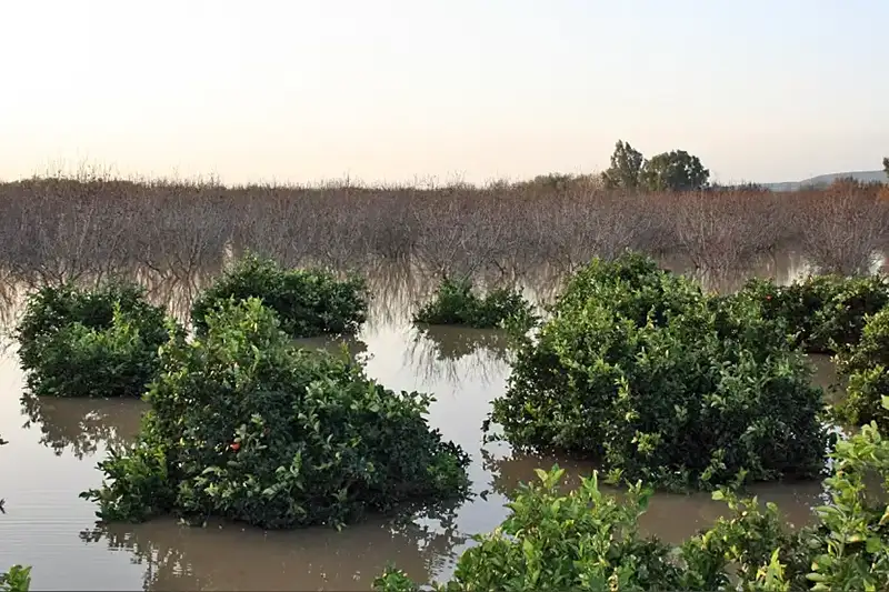 Foto Los seguros de cereal, olivar y frutos secos inician el periodo de contratación de la campaña 2027 con importantes mejoras para los agricultores andaluces