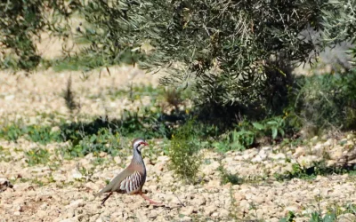 Foto Proyecto BIOLIVAR: optimizar el capital natural en olivar en producción integrada