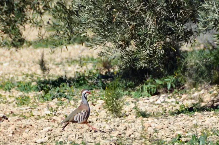 Foto Proyecto BIOLIVAR: optimizar el capital natural en olivar en producción integrada