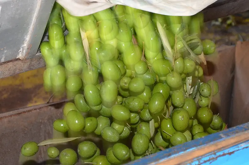 aceituna_ASAJASEVILLA aceituna ASAJA Sevilla