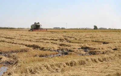 arroz_cosecha_ASAJA_SEVILLA