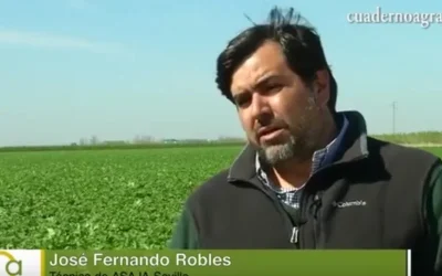 ¿Cómo resisten al hongo Sclerotium rolfsii las distintas variedades de patata?