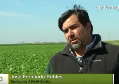 ¿Cómo resisten al hongo Sclerotium rolfsii las distintas variedades de patata?