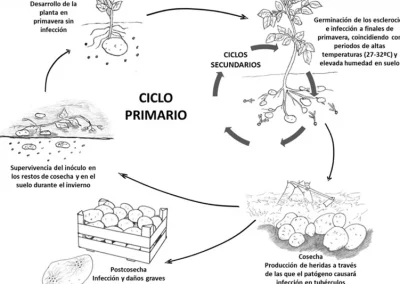Control de la podredumbre blanca de la patata causada por Sclerotium rolfsii