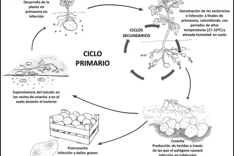 Control de la podredumbre blanca de la patata causada por Sclerotium rolfsii