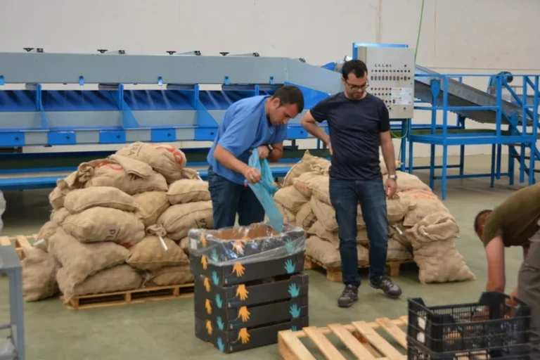 Evaluación en campo de los productos y métodos de control del hongo Sclerotium rolfsii