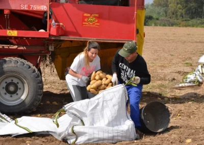 Grupo operativo en el cultivo de la patata: Un buen plan de crecimiento para garantizar un futuro sostenible