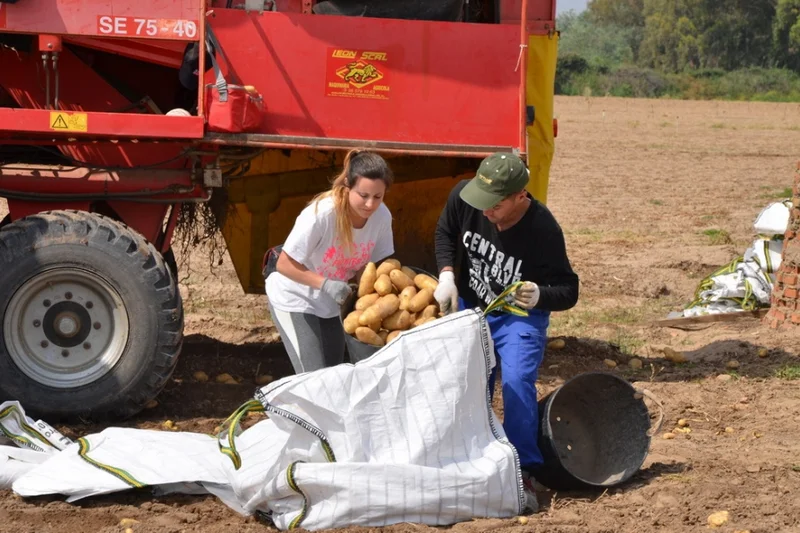 Grupo operativo en el cultivo de la patata: Un buen plan de crecimiento para garantizar un futuro sostenible