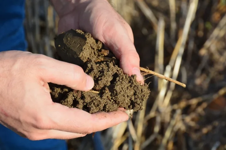 La agricultura del carbono, un paso más en su potenciación en la Unión Europea
