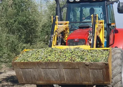 Foto La producción de aceite de oliva alcanzará 1,6 millones de toneladas en la campaña 2026/27