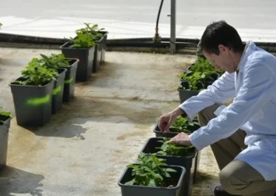 Resistencia varietal a Sclerotium rolfsii en patata cultivada en condiciones controladas