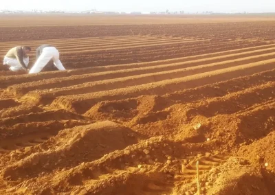 Segunda campaña de ensayos en campo del grupo operativo en el cultivo de la patata